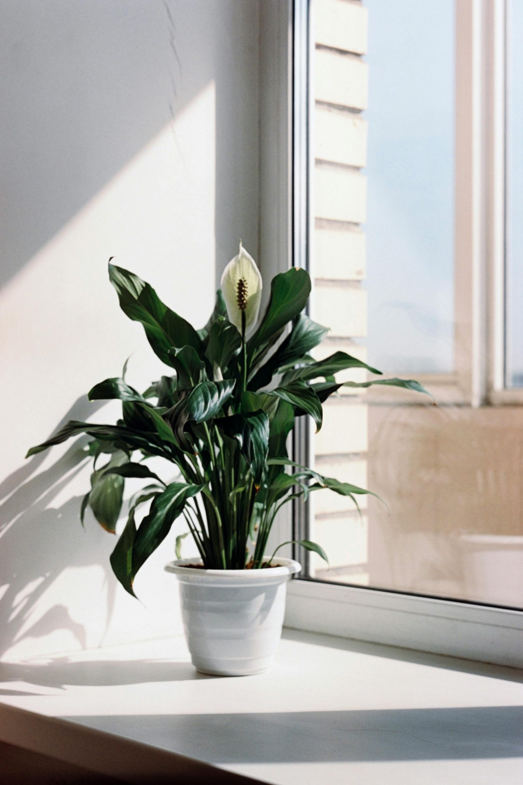 5 Best Low-Light Indoor Houseplants