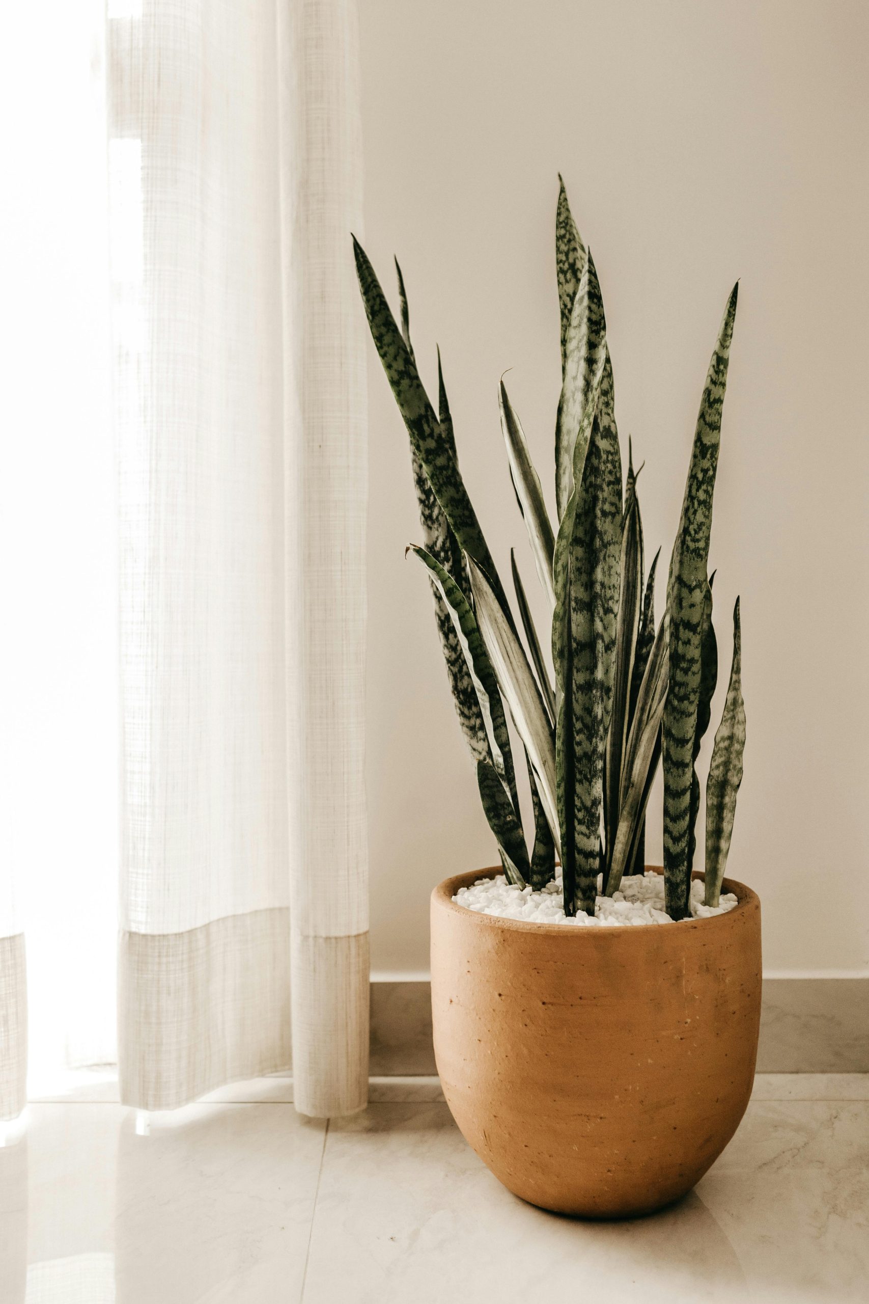 5 Best Low-Light Indoor Houseplants