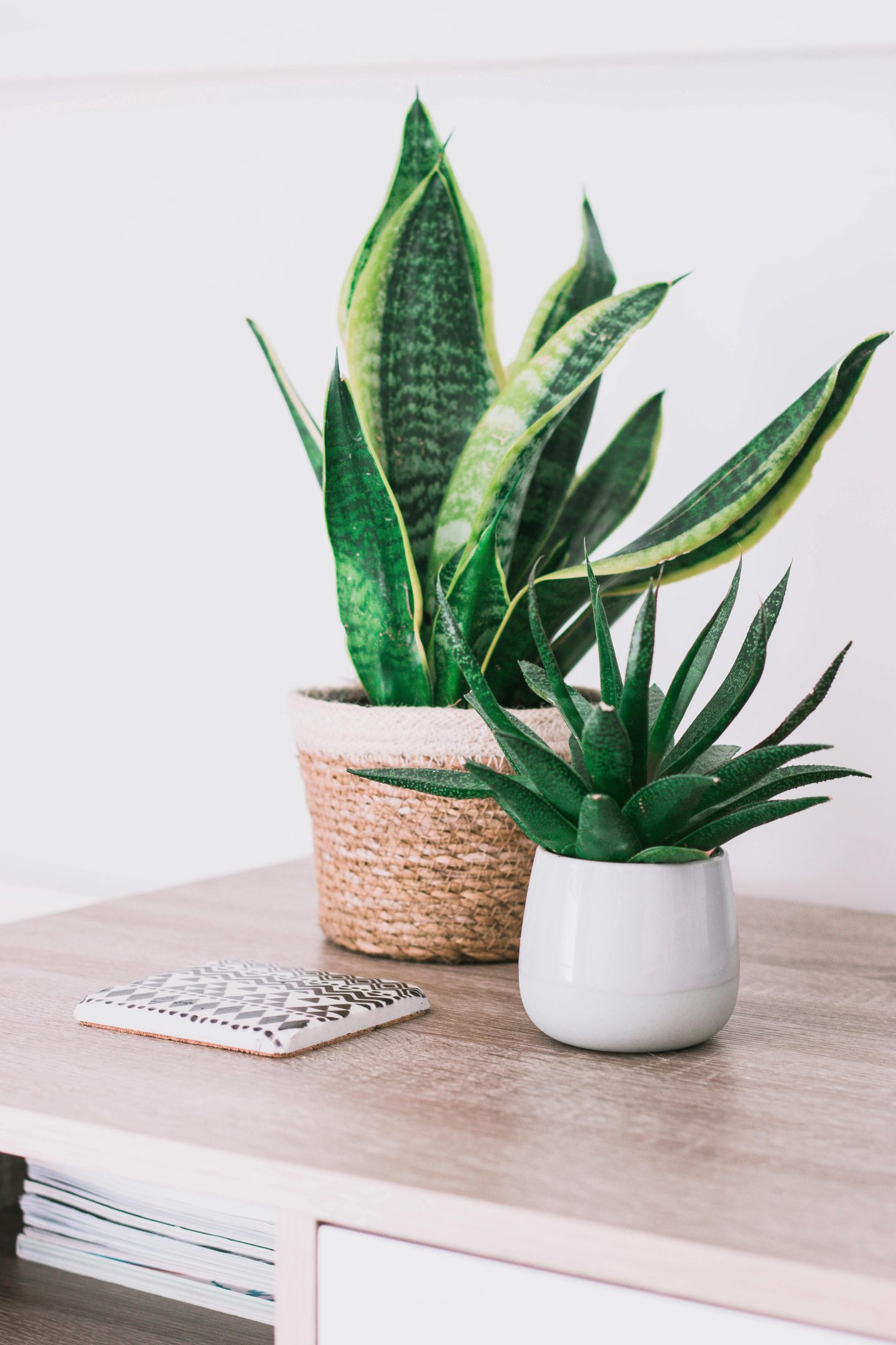 5 Best Low Light Indoor Houseplants To Seriously Upgrade Your Indoor Jungle